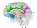 The associations of maternal emotion dysregulation and parenting behavior with white matter integrity in children
